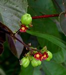 Jatropha gossypiifolia var. elegans