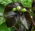 Jatropha gossypiifolia var. elegans