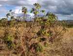 Jatropha gossypiifolia var. elegans