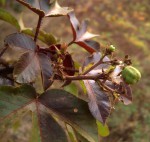 Jatropha gossypiifolia var. elegans