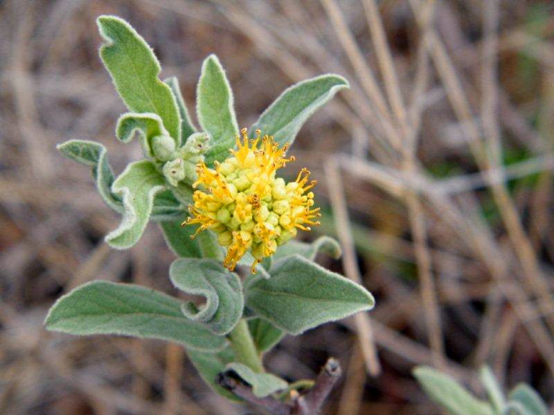 Cephalocroton mollis