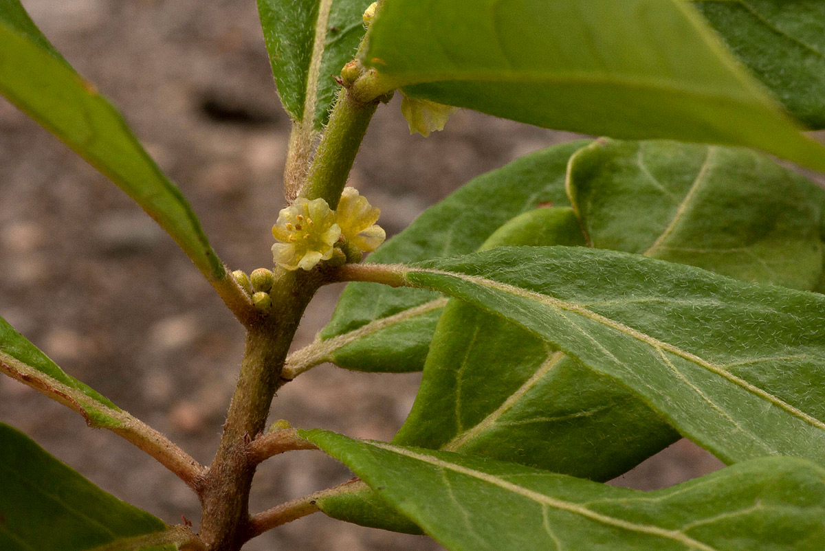 Clutia swynnertonii