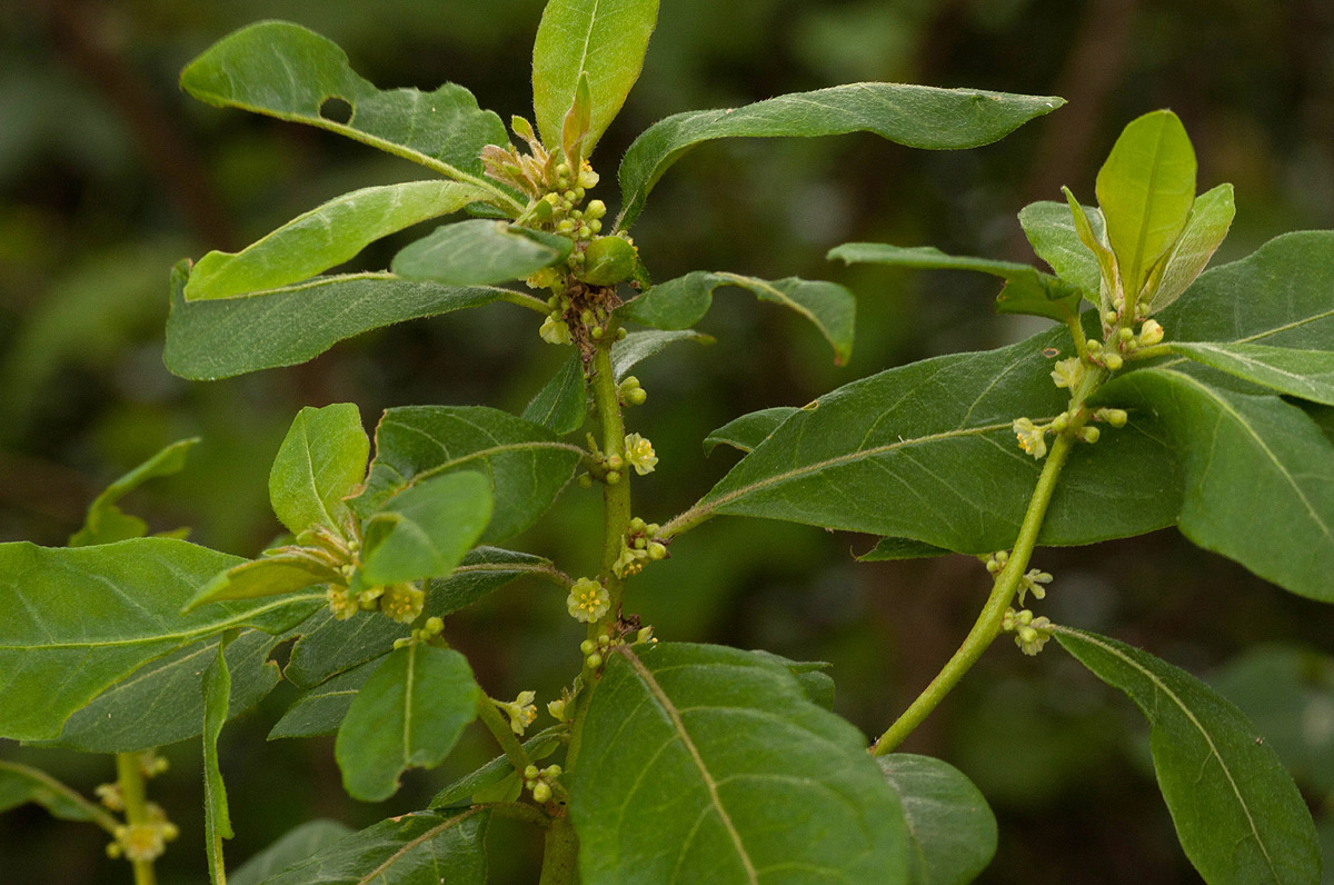 Clutia swynnertonii