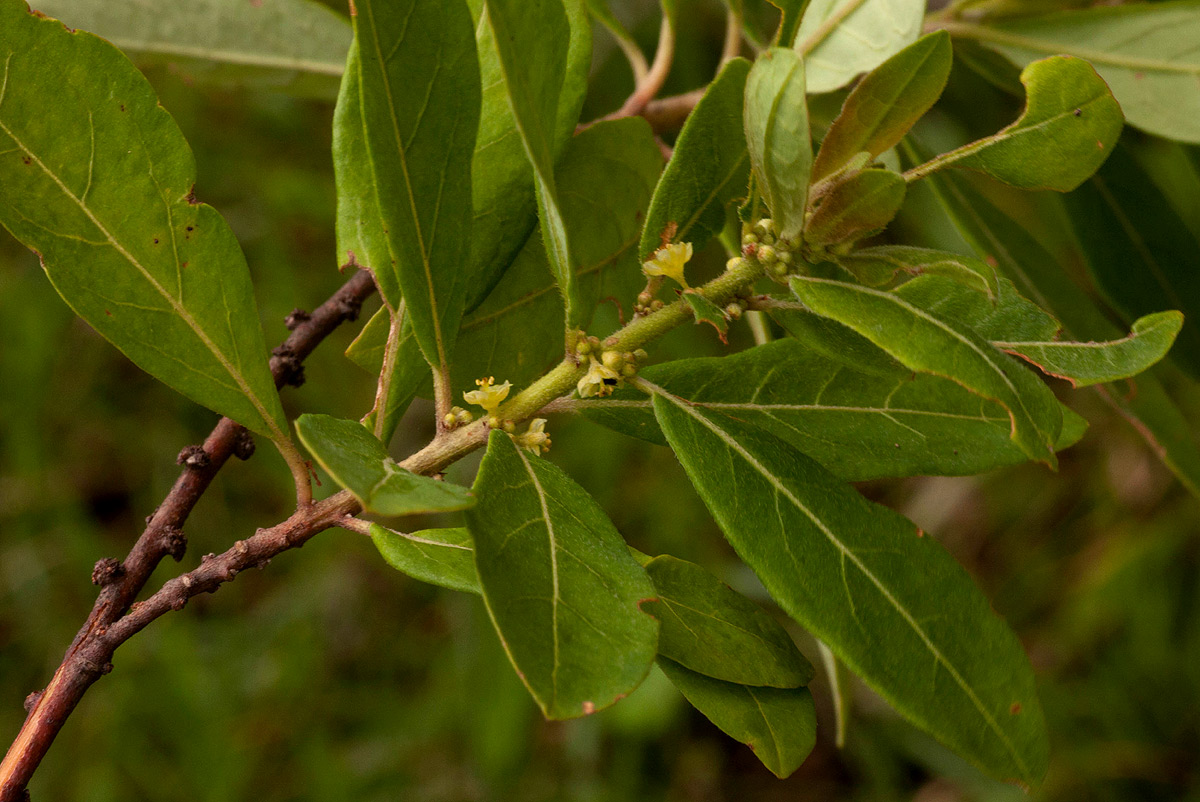 Clutia swynnertonii