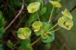 Euphorbia depauperata var. tsetserrensis