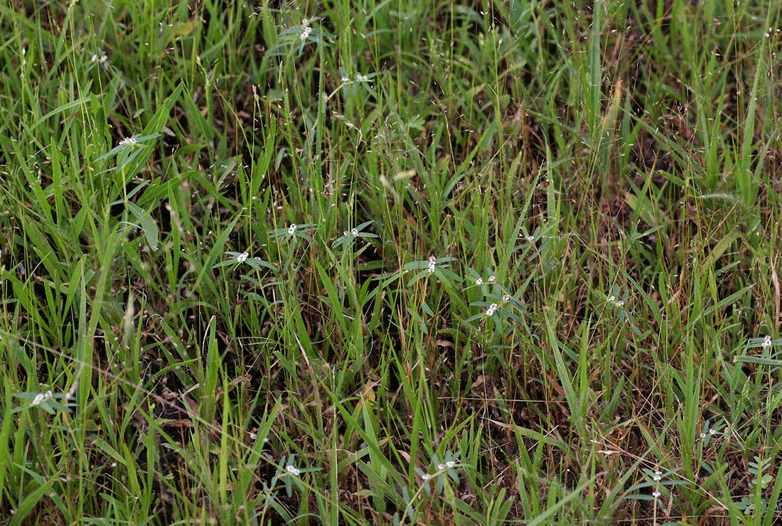 Euphorbia lupatensis