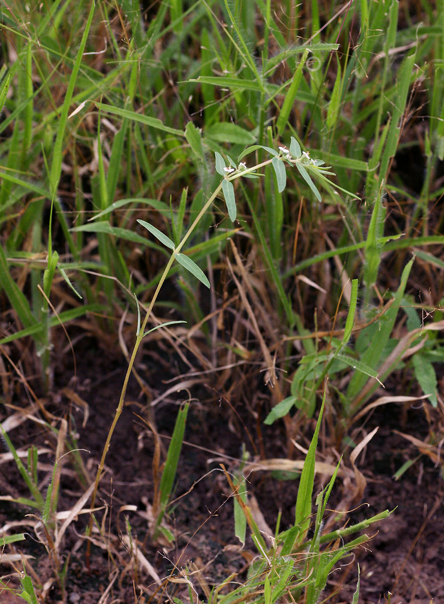 Euphorbia lupatensis