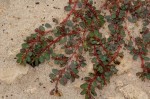 Euphorbia prostrata