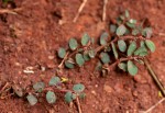 Euphorbia prostrata