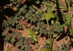 Euphorbia prostrata