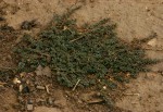 Euphorbia prostrata