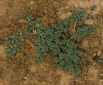 Euphorbia prostrata