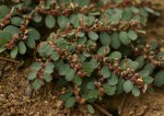 Euphorbia prostrata