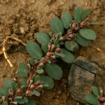 Euphorbia prostrata