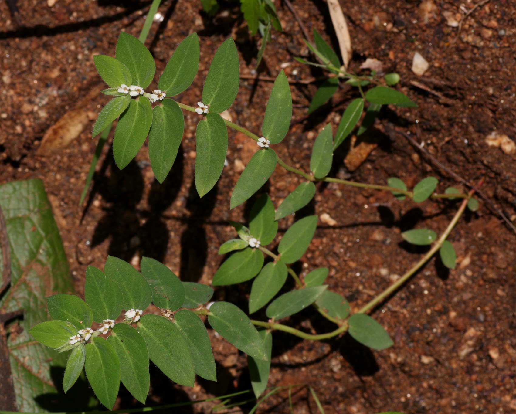 Euphorbia tettensis