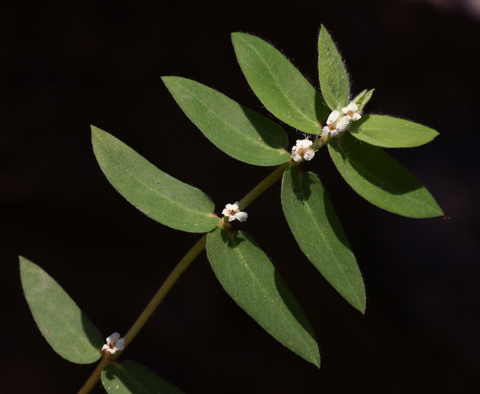 Euphorbia tettensis