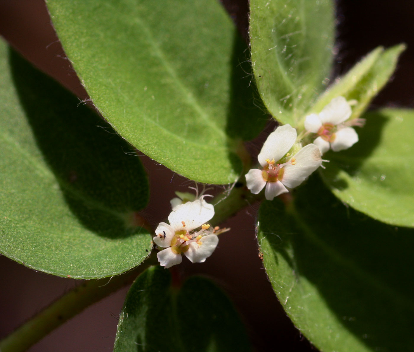 Euphorbia tettensis