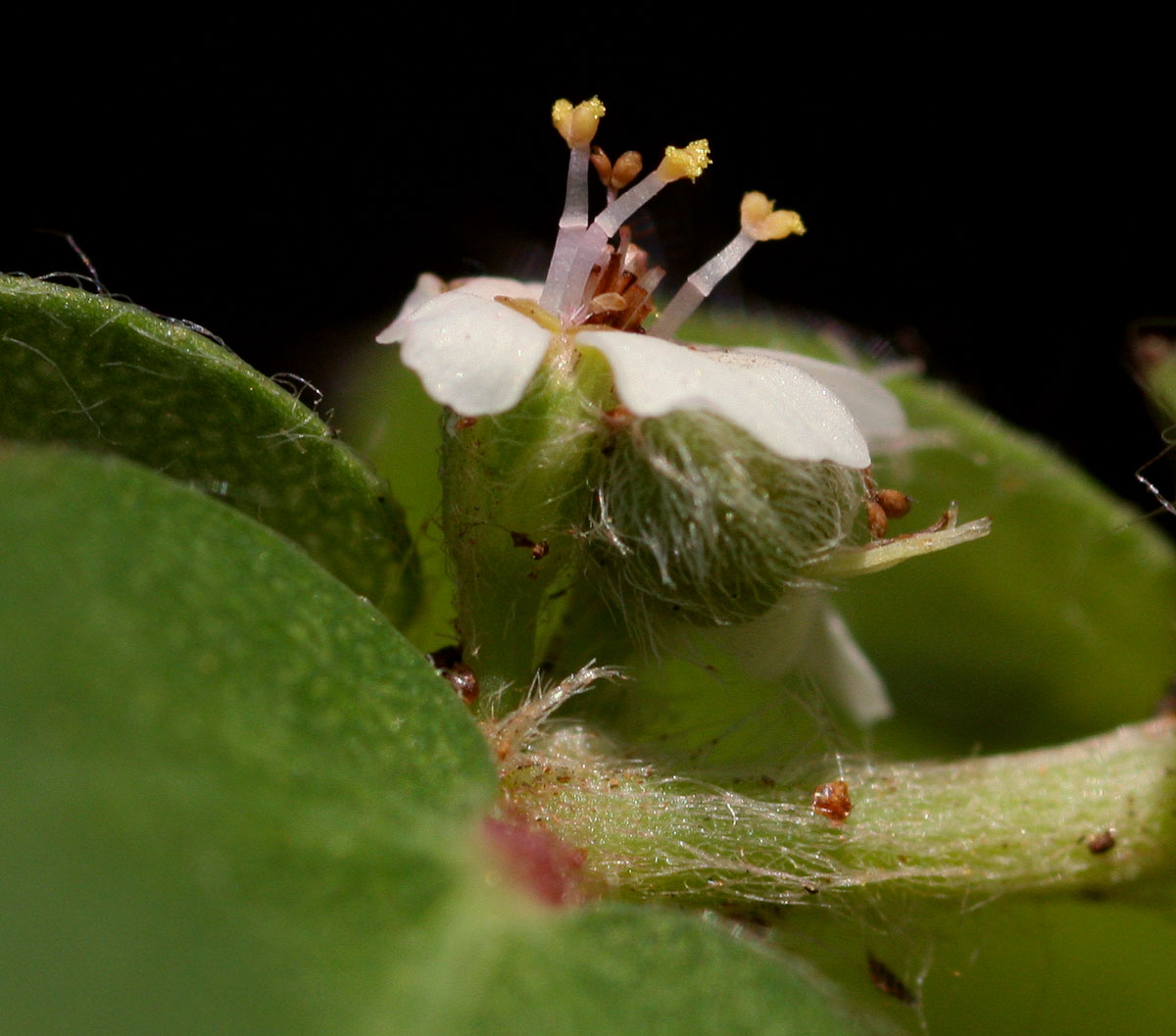 Euphorbia tettensis