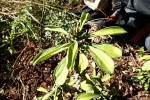 Monadenium lugardiae