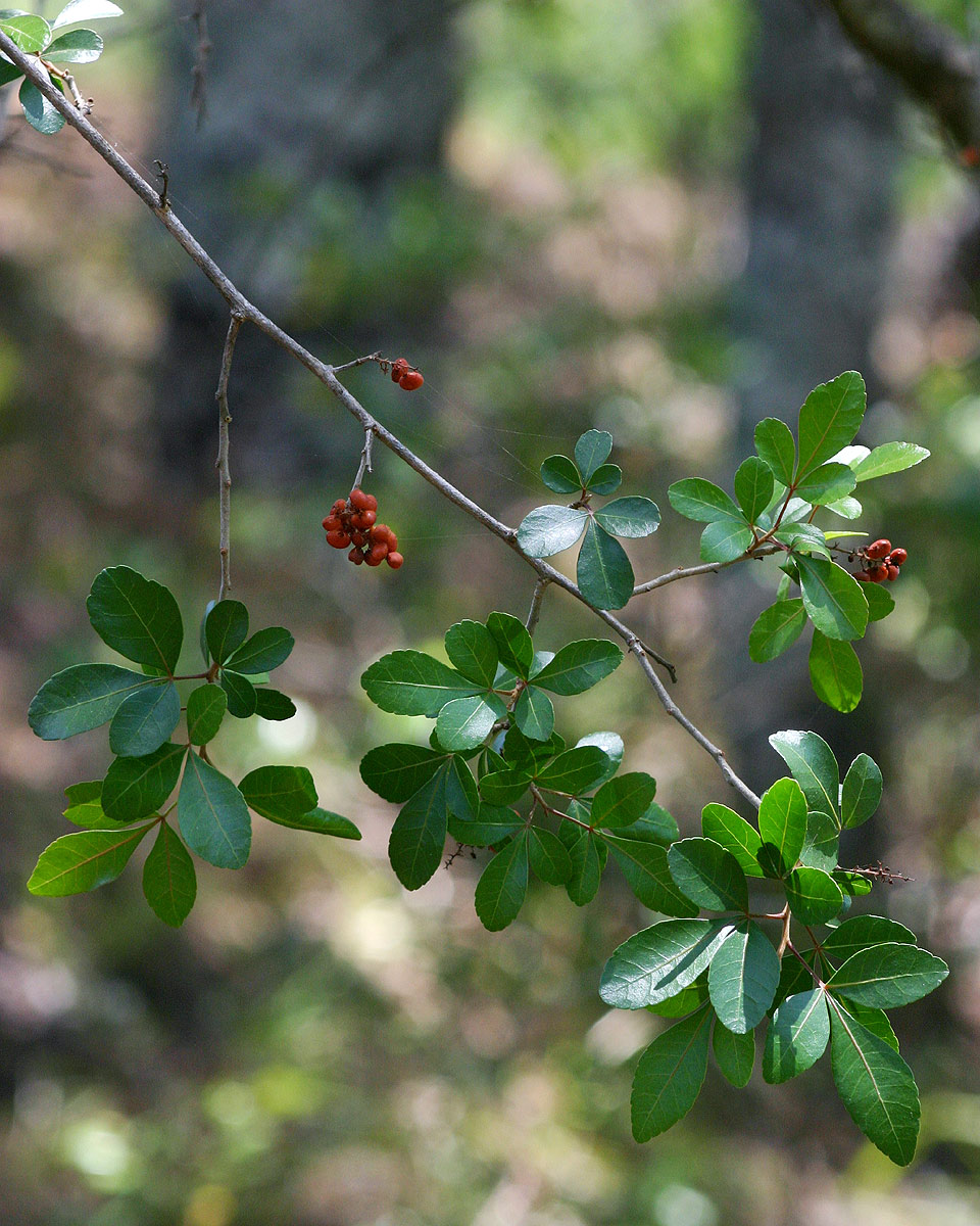 Searsia natalensis