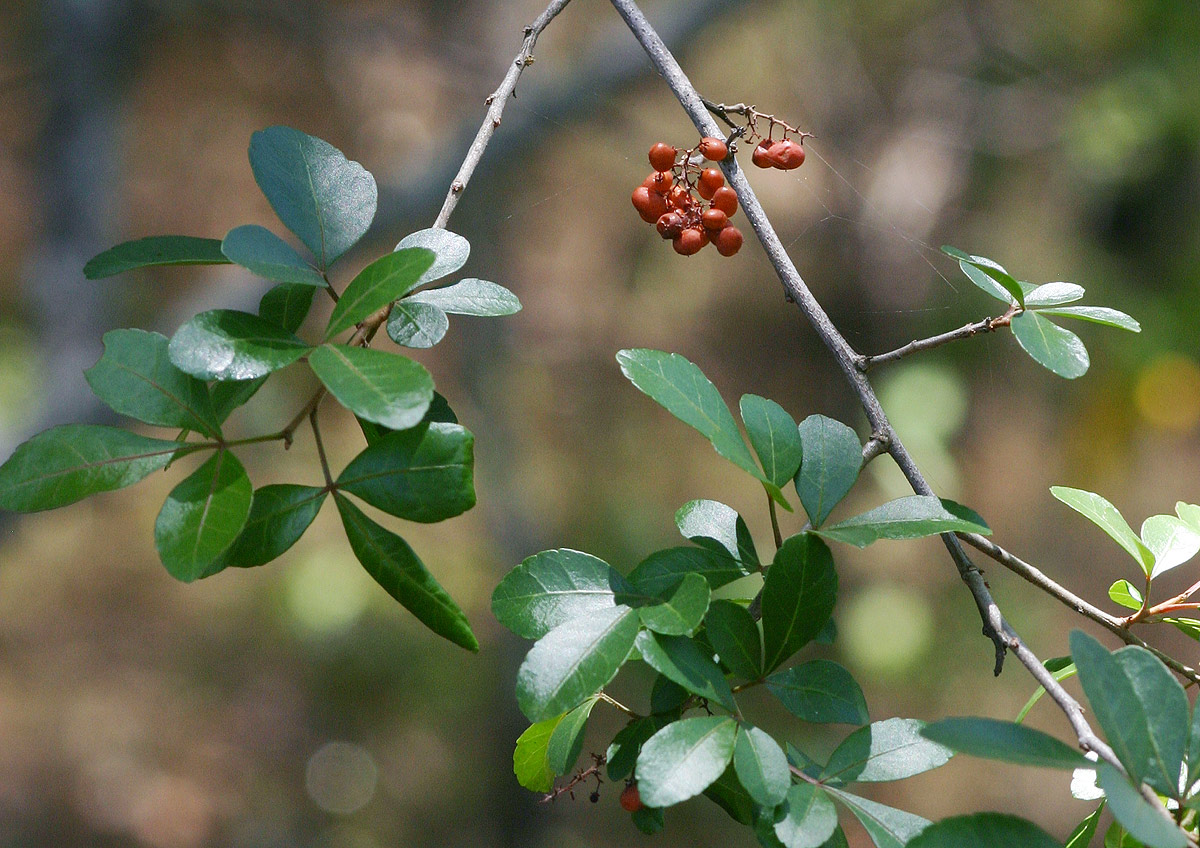 Searsia natalensis