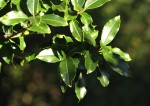 Ilex mitis var. mitis