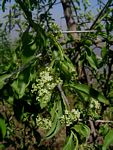 Gymnosporia buxifolia