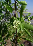 Gymnosporia buxifolia