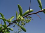 Gymnosporia buxifolia