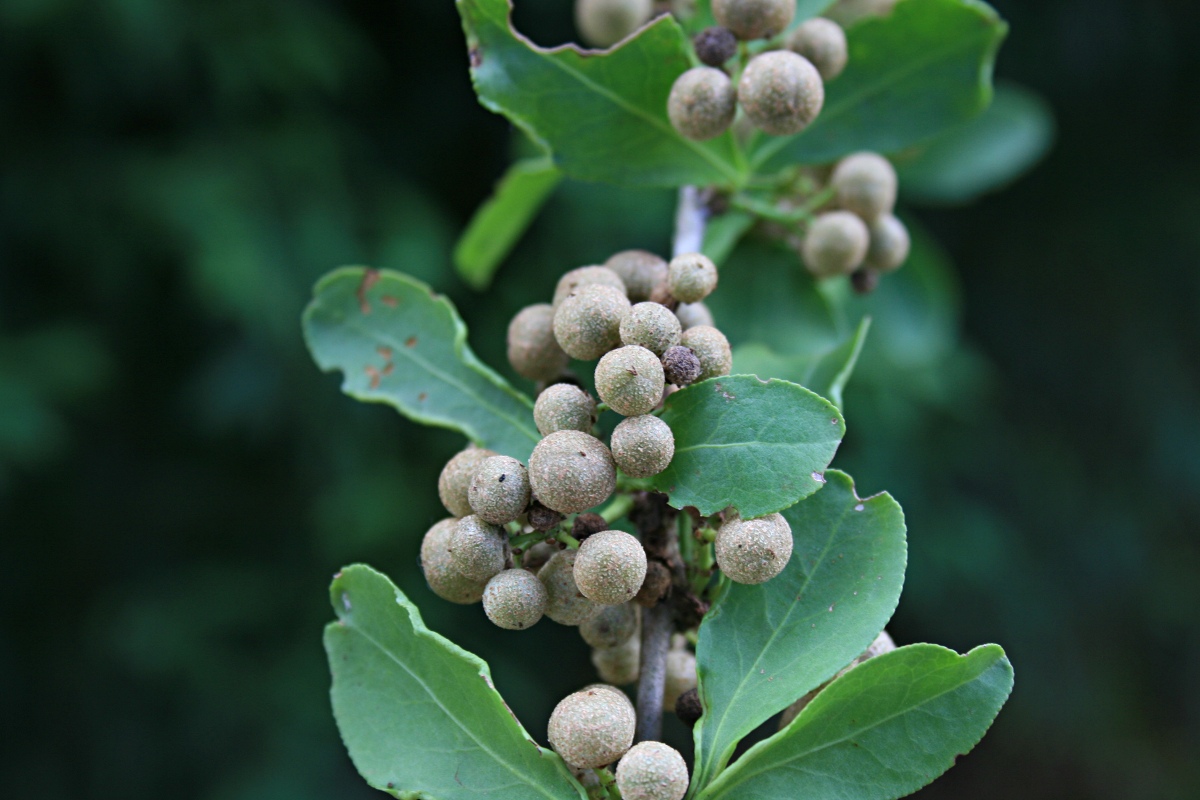 Gymnosporia buxifolia