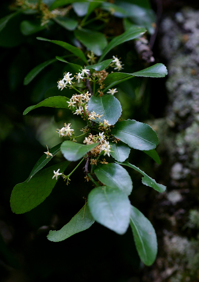 Gymnosporia harveyana subsp. harveyana