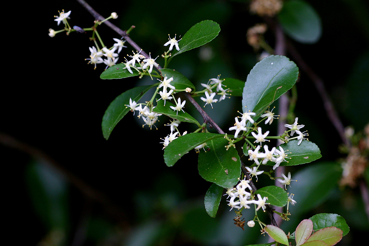 Gymnosporia harveyana subsp. harveyana