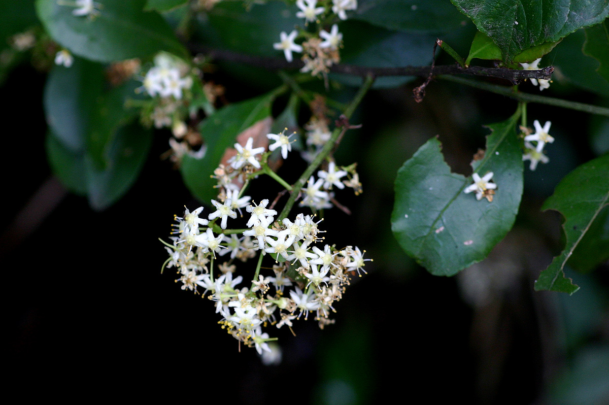 Gymnosporia harveyana subsp. harveyana