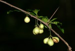 Gymnosporia harveyana subsp. harveyana