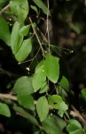 Gymnosporia mossambicensis subsp. mossambicensis