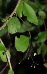 Gymnosporia mossambicensis subsp. mossambicensis