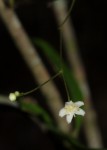 Gymnosporia mossambicensis subsp. mossambicensis