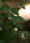 Gymnosporia mossambicensis subsp. mossambicensis