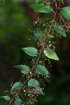 Gymnosporia mossambicensis subsp. mossambicensis