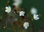 Gymnosporia mossambicensis subsp. mossambicensis