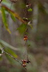 Gymnosporia mossambicensis subsp. mossambicensis