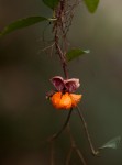 Gymnosporia mossambicensis subsp. mossambicensis