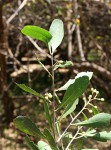 Gymnosporia senegalensis