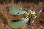 Gymnosporia senegalensis