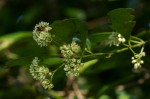 Gymnosporia senegalensis