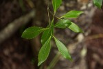 Catha edulis