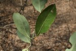 Elaeodendron matabelicum