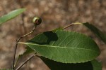 Elaeodendron matabelicum