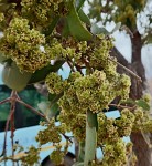 Elaeodendron matabelicum