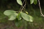 Elaeodendron schlechterianum